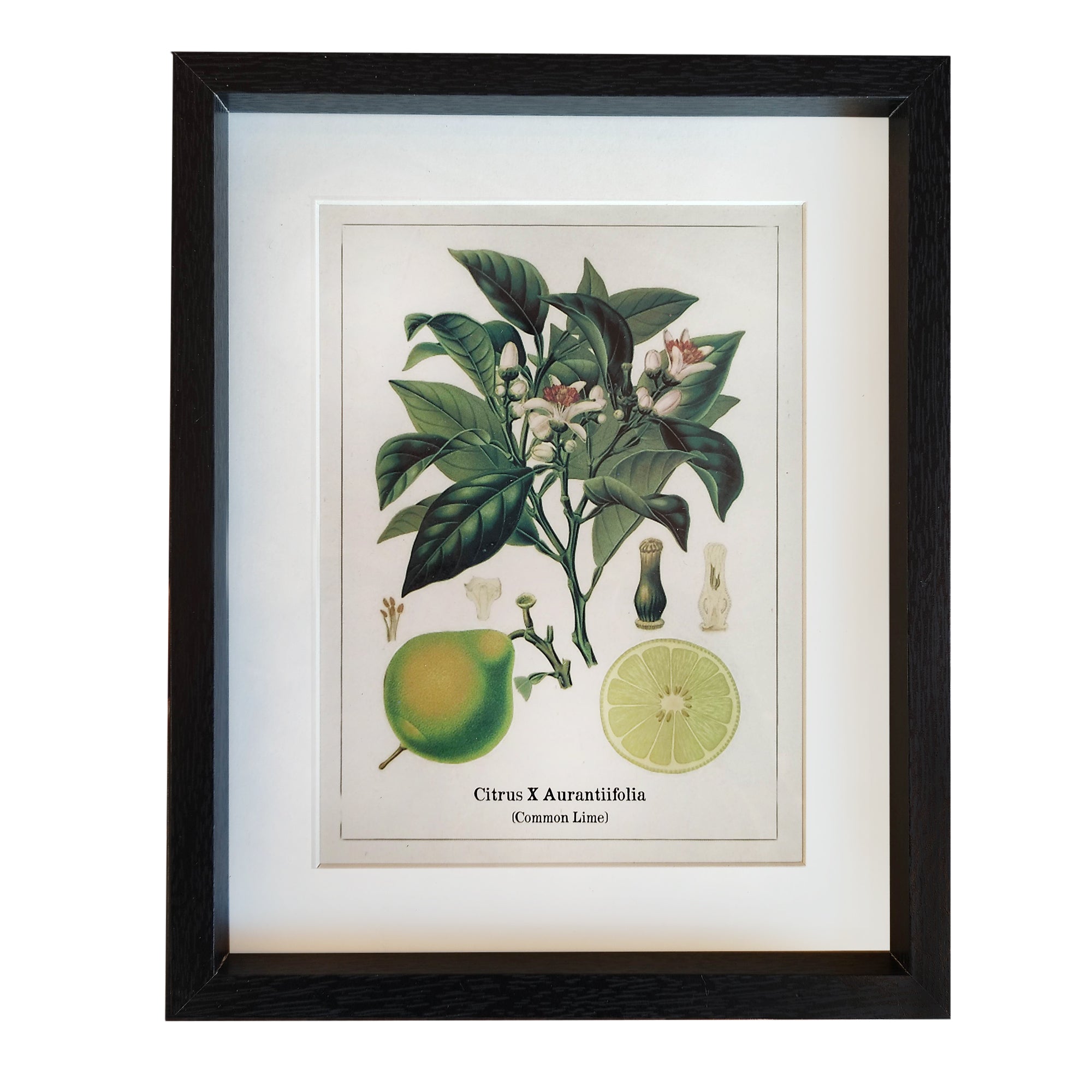 This print blends scientific illustration with decorative appeal. Its clean composition and natural tones make it an effortless addition to kitchens, dining areas, hallways, or gallery walls.