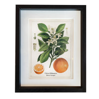 This print blends scientific illustration with decorative appeal. Its clean composition and natural tones make it an effortless addition to kitchens, dining areas, hallways, or gallery walls.