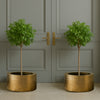 &nbsp;We have a few ultimate items, and this is the ultimate brass planter, a very large round brass pot, perfect for a statement plant.&nbsp; The absolute height of style, any plant would be proud to rest in such a stunning piece.&nbsp; &nbsp;70 cm round and 37 cm high, this is a planter that would not go unnoticed in the most stylish and contemporary of interiors.&nbsp; &nbsp;In an entryway or foyer, a kitchen, for the most precious plants in your living room - the ultimate in sleek, minimalist glamour.