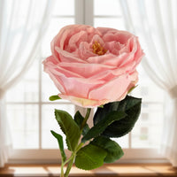 Single pink rose with green leaves against a blurred window background