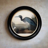 Blue heron wall print in a classic black and gilt frame, a medium size of this print will make an impact on any wall. The style is reminiscent of 19th-century ornithological illustrations 