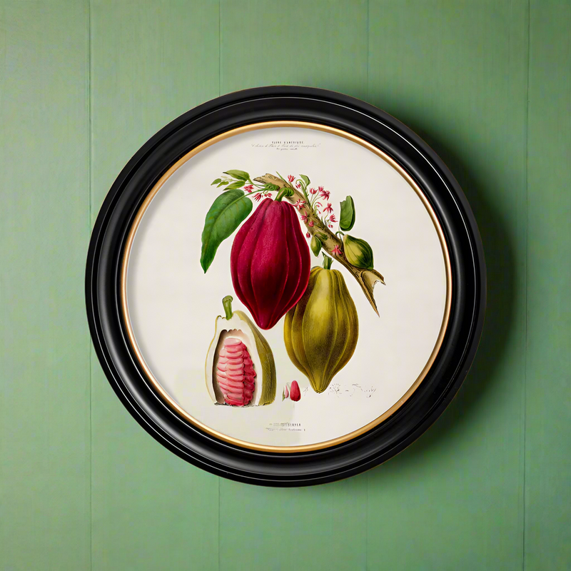 A very pretty Chocolate Plant print in a black frame with gold gilt inner rim.&nbsp; This is a decorative copy of a 19th century print evoking vintage vibes that are perfect to dress a void city or country wall space.&nbsp; 