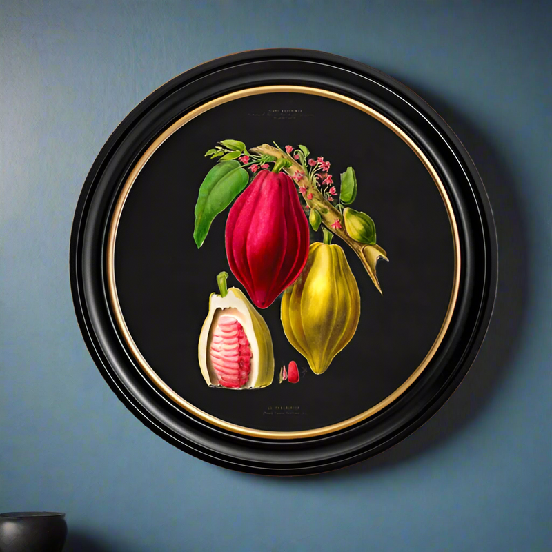 Brightly coloured Chocolate Plant print on a dark background.&nbsp; Set in a round black frame with a gilt inner rim, this is a classic copy of a 19th century original. Perfect for a wall in a London house or in a country setting.