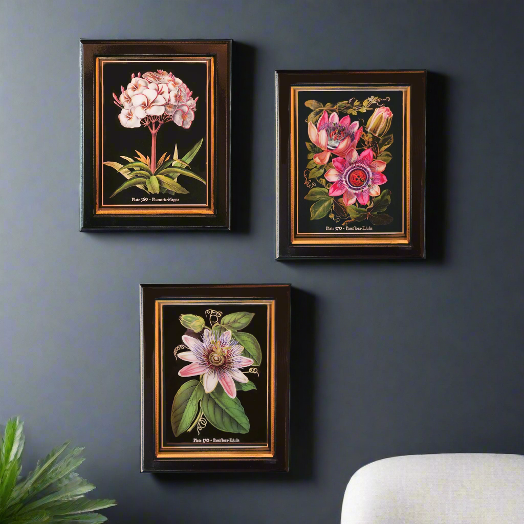 Passion fruit flower plants and a plumeria flower plant wall prints. Each print has a solid black background and a black & gilt frame. Perfect for a retro/vintage touch.