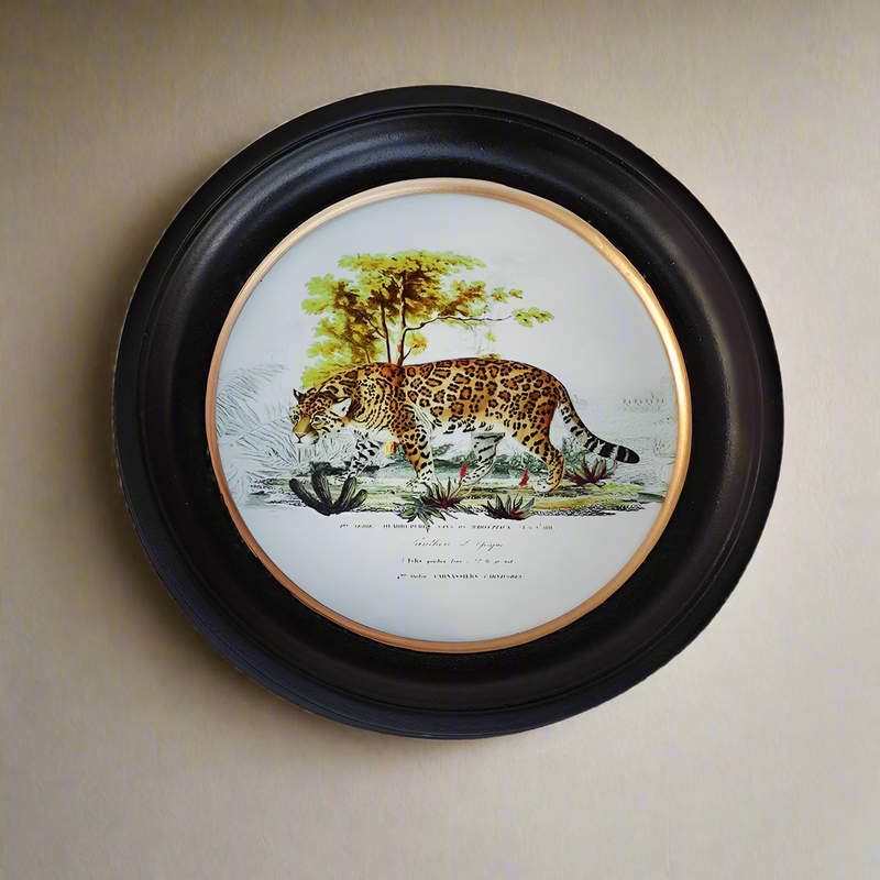 Small Leopard print in a classic black and gilt frame, a smaller size of this print will make an impact on any wall. Combine it with other prints to elevate your wall decor
