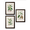 Tea Coffee Chocolate Prints Set of Three 50 cm x 38 cm