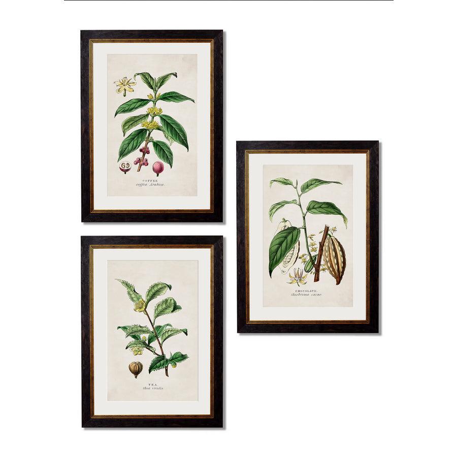 Tea Coffee Chocolate Prints Set of Three 50 cm x 38 cm
