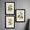 Tea Coffee Chocolate Prints Set of Three 50 cm x 38 cm