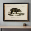 Vintage Animal Print In A Black & Gold Frame - 73cm x 53cm