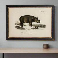 Vintage Animal Print In A Black & Gold Frame - 73cm x 53cm