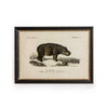 Vintage Animal Print In A Black & Gold Frame - 73cm x 53cm