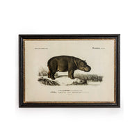 Vintage Animal Print In A Black & Gold Frame - 73cm x 53cm