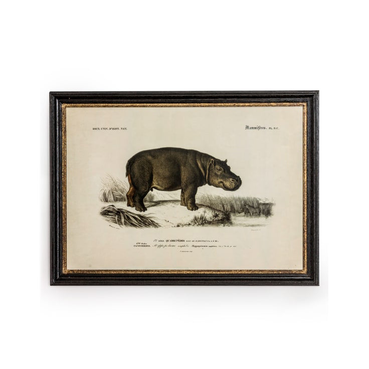 Vintage Animal Print In A Black & Gold Frame - 73cm x 53cm