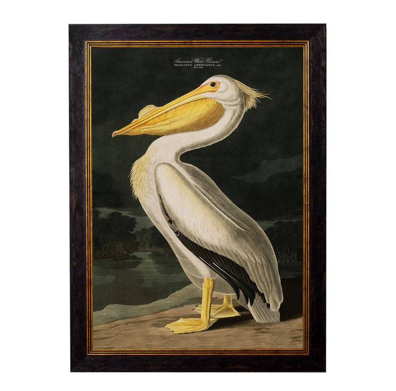 This is a large framed print of John James Audubon's "American White Pelican", from his famous series The Birds of America. Muted earth tones dominate—the pelican's creamy whites, soft greys, golden yellows, and deep greens in contrast with the dark background—giving the image a timeless, sophisticated atmosphere.