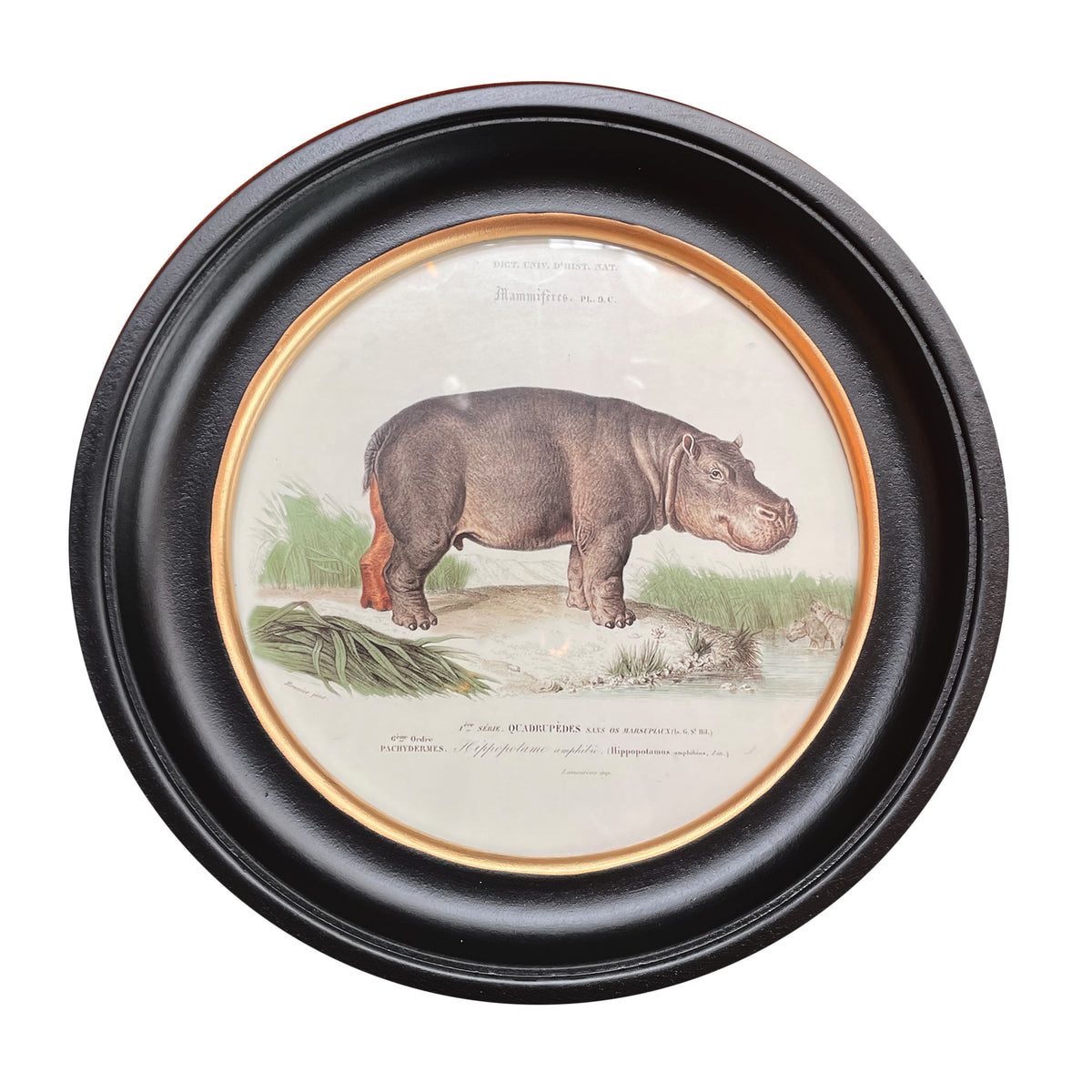 Hippo print in a classic black and gilt frame, a medium size of this print will make an impact on any wall. Combine it with other prints to elevate your wall decor.&nbsp; A selection of these round animal prints on your wall is such an easy way to add colour and interest to your home, against a dark wall these vintage style prints look fantastic.

W: 38 cm