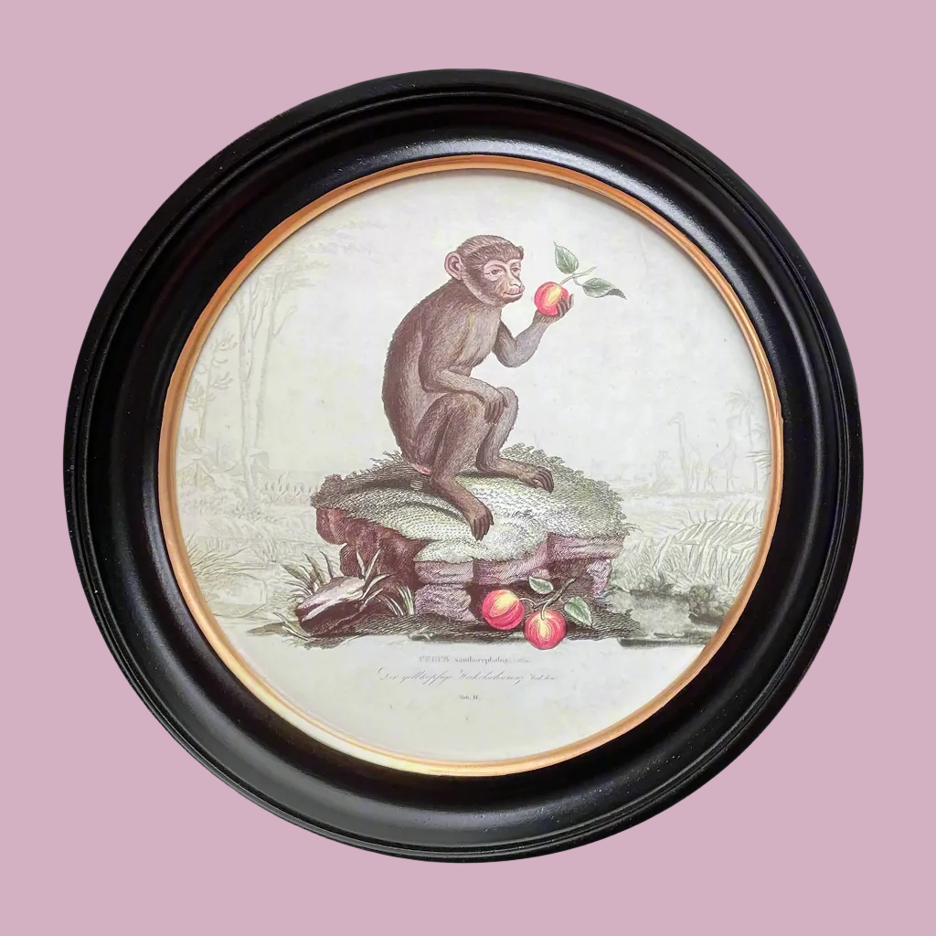 Monkey print in a classic black and gilt frame, a medium size of this print will make an impact on any wall. Combine it with other prints to elevate your wall decor.