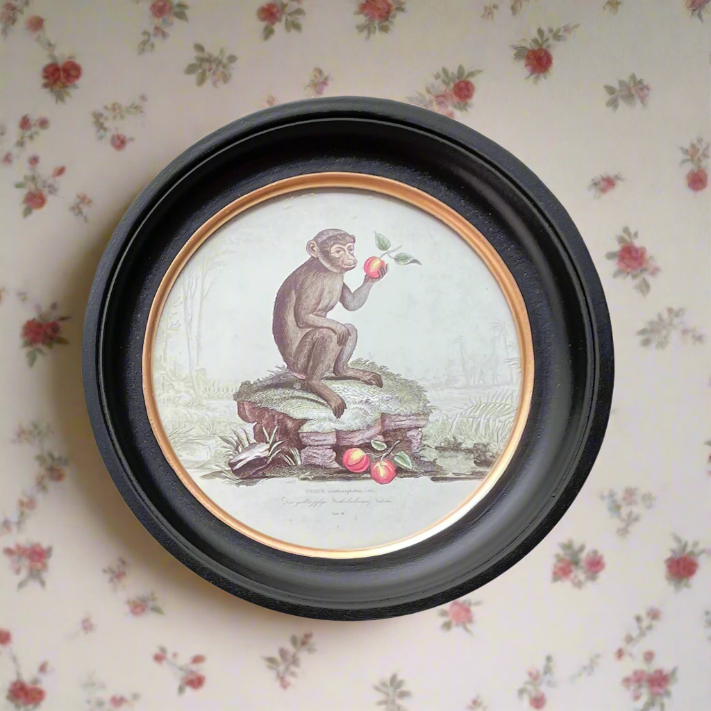 Small Monkey print in a classic black and gilt frame, a smaller size of this print will make an impact on any wall. Combine it with other prints to elevate your wall decor.