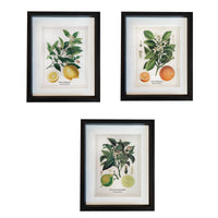 Bring a touch of botanical elegance to your home with these beautifully framed botanical prints. Inspired by classic natural history illustrations, the artwork features a detailed depiction of Citrus fruits, lemon, orange and lime, complete with delicate blossoms, lush green leaves, and vibrant colours.&nbsp;