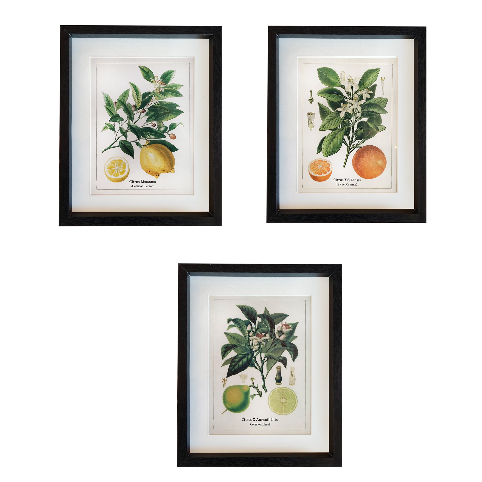Bring a touch of botanical elegance to your home with these beautifully framed botanical prints. Inspired by classic natural history illustrations, the artwork features a detailed depiction of Citrus fruits, lemon, orange and lime, complete with delicate blossoms, lush green leaves, and vibrant colours.&nbsp;