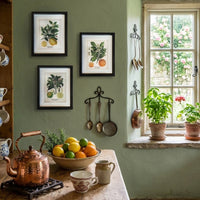 Bring a touch of botanical elegance to your home with these beautifully framed botanical prints. Inspired by classic natural history illustrations, the artwork features a detailed depiction of Citrus fruits, lemon, orange and lime, complete with delicate blossoms, lush green leaves, and vibrant colours.