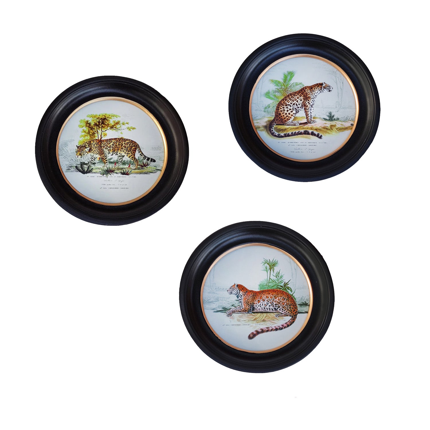 Add warmth, character, and a touch of wildlife-inspired style to your space with this set of three vintage leopard prints