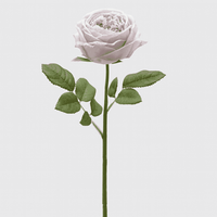 Single violet rose on white background.
