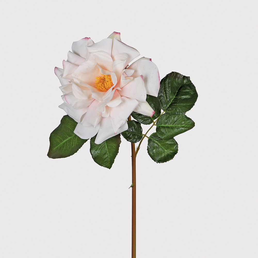 White rose with green leaves on a light gray background