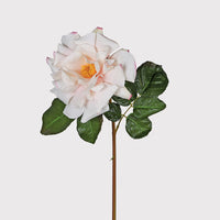 White rose with green leaves on a light gray background