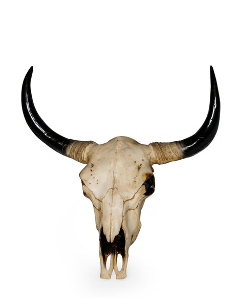 Extra Large Bison Skull Wall Head