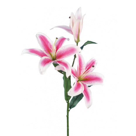 Casablanca Lily - Fuchsia Pink