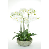 Potted Orchid - Large