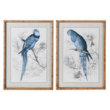 Parrots Wall Prints - Set of 2 - 70 cm