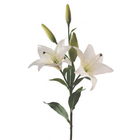 Tiger Lily - White