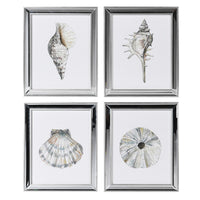 Seashell Wall Prints - Set of 4 - 35 cm