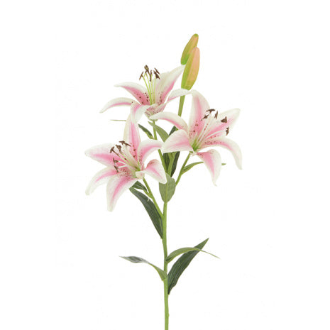 Tiger Lily - Soft Pink